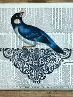 Framed Bluebird Print